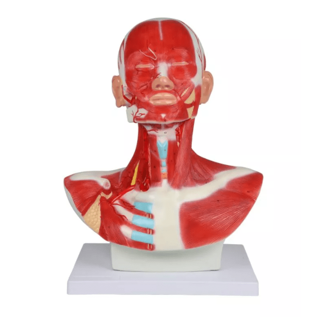 Kopf - , Hals - und Thoraxmuskulatur - Erler - Zimmer